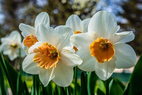 Narcissus: First a complex then a flower // Missouri Environment and ...