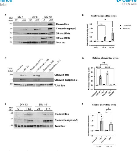 Figure From Activity Dependent Tau Cleavage By Caspase Promotes