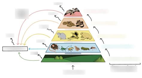 Biology Honors Food Webs And Energy Pyramids Diagram Quizlet