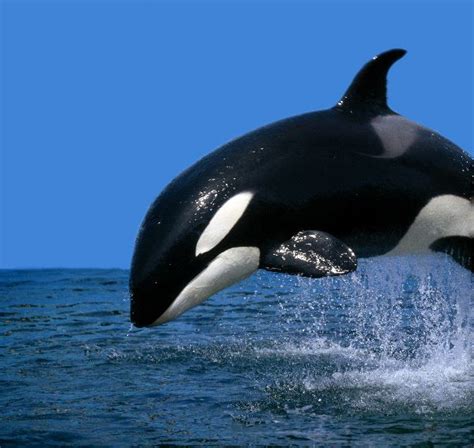 Orca ♡ - Orca - the killer whale Photo (35737447) - Fanpop