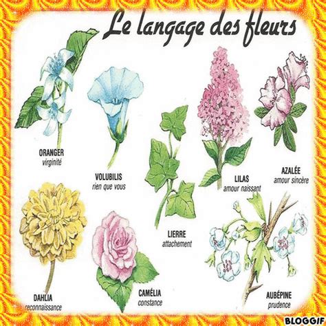 Le Langage Des Fleurs