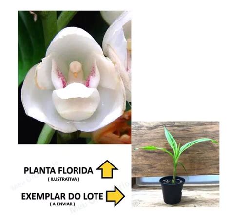 Orqu Dea Peristeria Elata Pomba Do Esp Rito Santo Muda