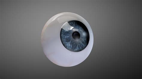 Human Eye 3d Model By Elinfeldgrill 6e577eb Sketchfab