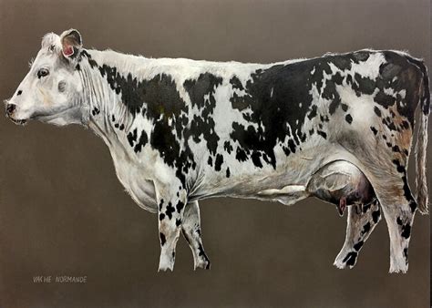 Vache Normande Dessin Von Sacha Schwarz Zeichnungen Bleistift