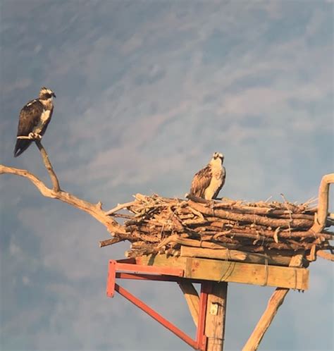 Exciting Osprey Project Update Female Settles On Nest In Wales