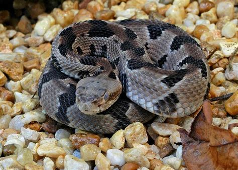 The Timber Rattlesnake can be found everywhere in Georgia and is ...