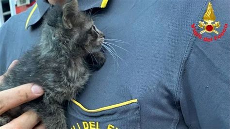 I Pompieri Salvano Un Gattino Bloccato Sulla Ss