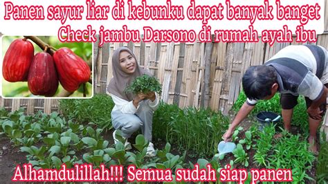 Panen Sayur Liar Di Kebunku Dapat Banyak Banget Alhamdulillah