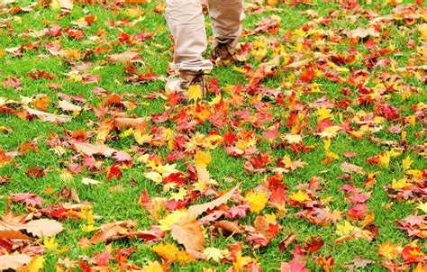 autumn_leaves_hokkaido | Kyuhoshi