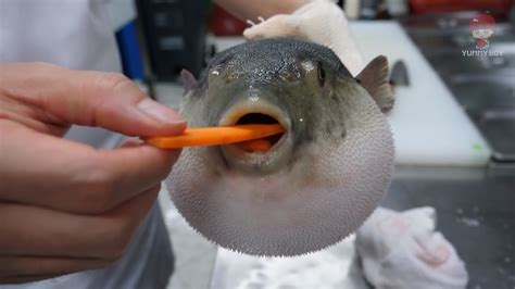 Pufferfish Eating a Carrot: Video Gallery | Know Your Meme