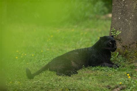 Black Panther in the Jungle Stock Photo - Image of animal, abstract ...