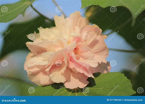 The Hibiscus Mutabilis Flower At The Garden Stock Photo Image Of