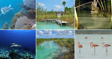 Sian Ka An Con Manglares Y Arrecifes Patrimonio De Quintana Roo