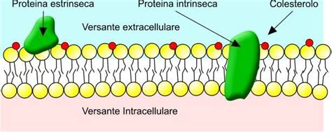 Membrana Cellulare