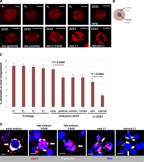 Developmental Timing Of Chromatin Compaction In C Elegans Primordial Download Scientific