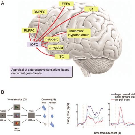 (PDF) Emotion and the Prefrontal Cortex: An Integrative Review