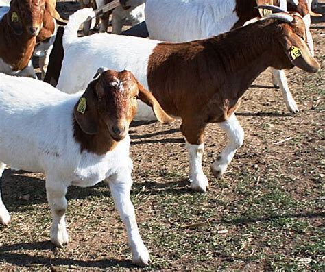 Does • PCG Boer Goats of Boerne, Texas