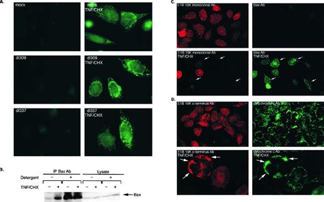 Tnf Signals Apoptosis Through A Bid Dependent Conformational Change