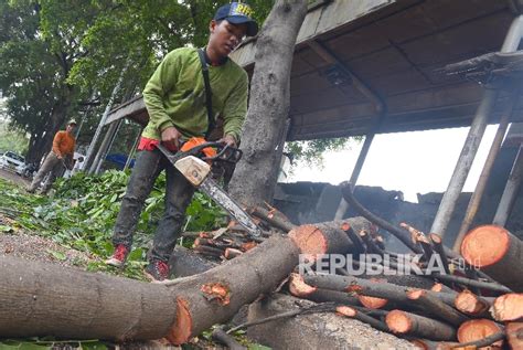 Antisipasi Pohon Tumbang Sejumlah Pohon Tua Di Senayan Ditebang