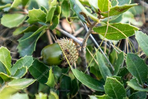 Quercus Coccifera Las Hojas De Roble Kermes Y Bellota Primer Plano