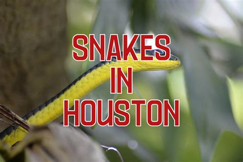 27 Snakes in Houston (Venomous and Non-Venomous)