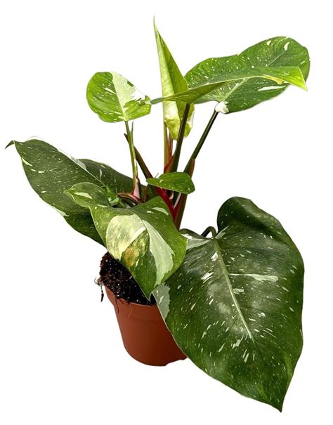 Philodendron White Princess Plant Wholesale Floraccess