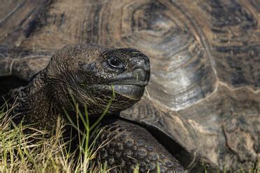 Wild Galapagos Giant Tortoise Geochelone Elephantopus In Urbina Bay