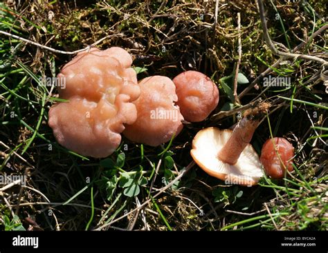 Calocybe Carnea Hi Res Stock Photography And Images Alamy