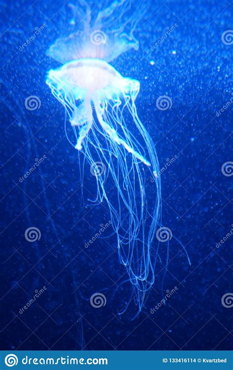 Blue Jelly Fish In Dark Water Stock Photo Image Of Sizes Nature