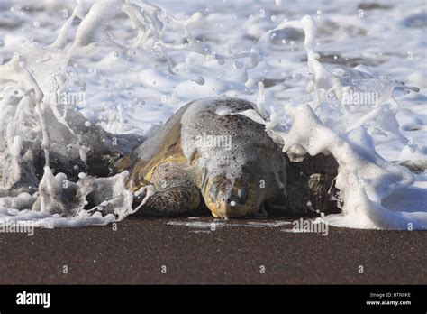 Olive Ridley Turtle Lepidochelys Olivacea Comes Ashore To Nest During