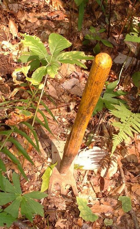 Finding And Harvesting The American Ginseng Plant Artofit