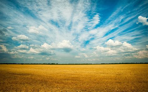 3840x2400 Yellow Grass Field 4k 4k Hd 4k Wallpapersimagesbackgrounds