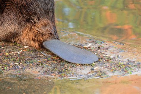 Beaver Tails Stock Photos, Pictures & Royalty-Free Images - iStock