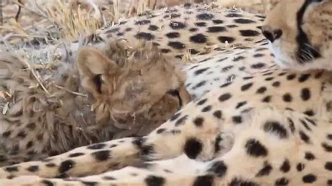 Cheetah Nursing Youtube