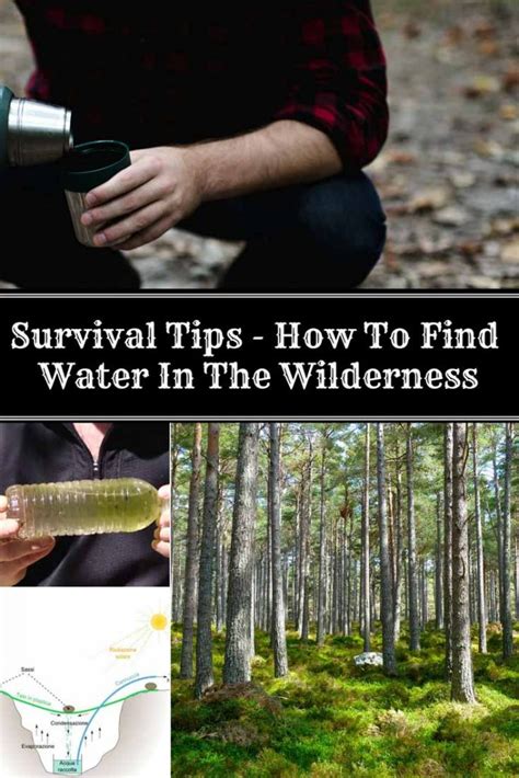 Survival Tips How To Find Water In The Wilderness Home And