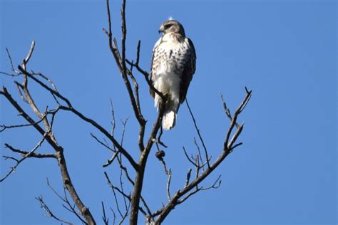 Red-tailed Hawk — Forest Park Living Lab