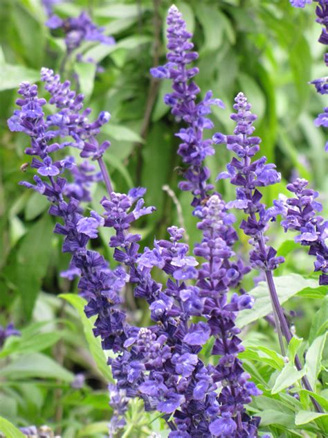 Blue Victory Salvia Salvia Farinacea Blue Victory In Naperville