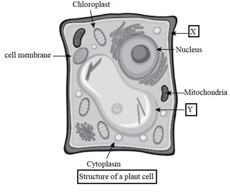 Draw Labelled Diagrams To Show Cell Structure In Plants And Animals