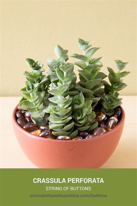 Crassula Perforata String Of Buttons Succulents And Sunshine