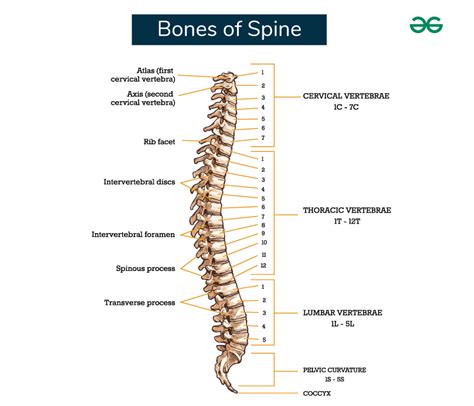 Vertebrae - Bones, Diagram, Types, & Features - GeeksforGeeks