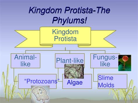 PPT - Kingdom Protista PowerPoint Presentation, free download - ID:5354476