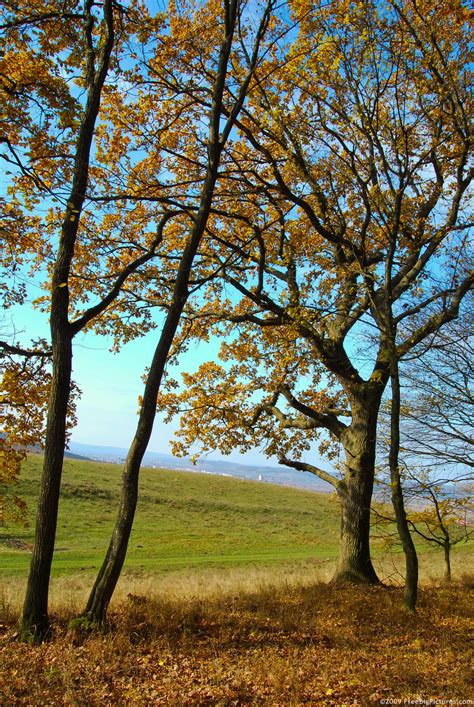 Trees in Autumn – FREEBigPictures.com