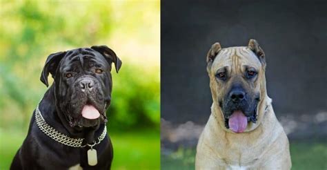 Presa Canario Vs Cane Corso Whats The Difference Between These Dogs