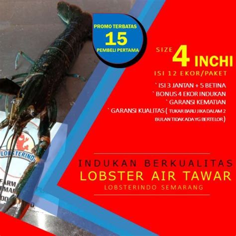 Promo Indukan Lobster Air Tawar Untuk Budidaya Per Set Isi Ekor