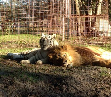 Can And Abu At Big Cat Rescue In Tampa Florida Big Cat Rescue Big