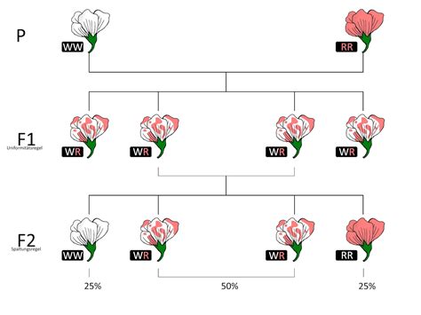 Mendelsche Regeln Wiki