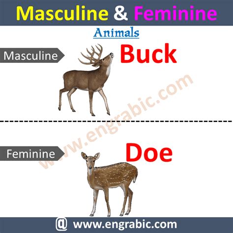 100 Examples Of Masculine And Feminine Gender List 48 Off