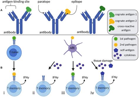 T Cell Mediated Immunity