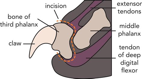 Declawing Cats Diagram