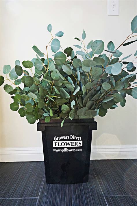 Eucalyptus Silver Dollar in Tustin, CA | Growers Direct Flowers